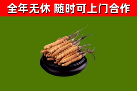 平城烟酒回收冬虫夏草.jpg